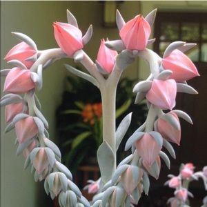 Meet your Posher, Vickie